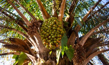ELABORACIÓN DE ACEITE DE MOTACÚ EN LA NACIÓN YURAKARE