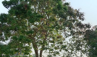 Almendrillo Árbol medicinal