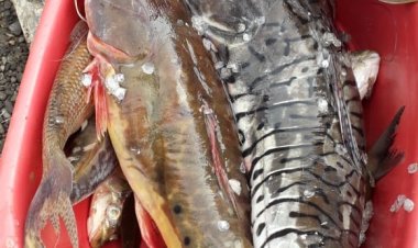 Ta chata tuwa yurujaretu "dyulula"